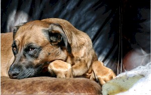 Behavior Modification & Consultations